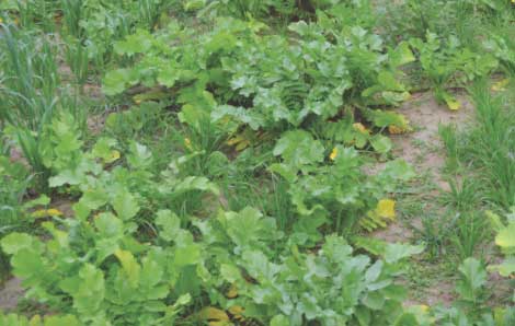 SELECTING COVER CROPS
